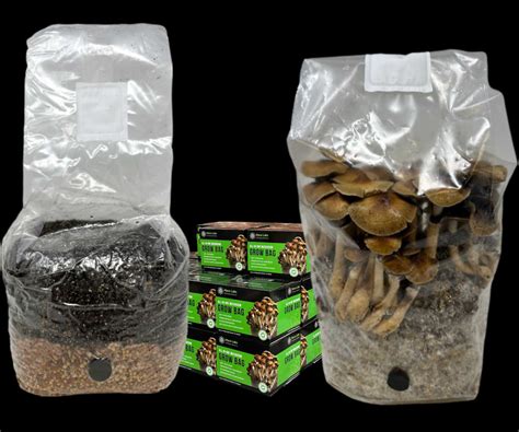 The Mushroom Bag: A Revolutionary Tool for Year-Round Mushroom Production